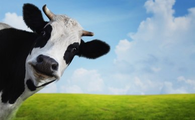 7artDaily, ce jeudi Ils inscriront une vache à pôle-emploi