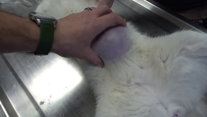 Opération de l'intestin d'un chat hors de son ventre dans une poche !