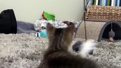 Dog Adopts and Protects Abandoned Kitten Cats and Dogs compilation