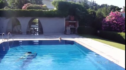 Scared Cats Funny Cats Video Compilation l LOL