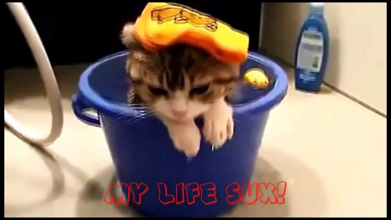 Funny Cats Compilation