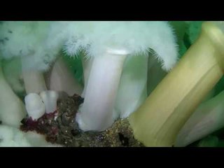 Divers Go on Incredible Trip to the Metridium Fields