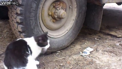 Cette souris va passer les plus longues secondes de sa vie. Regardez pourquoi!