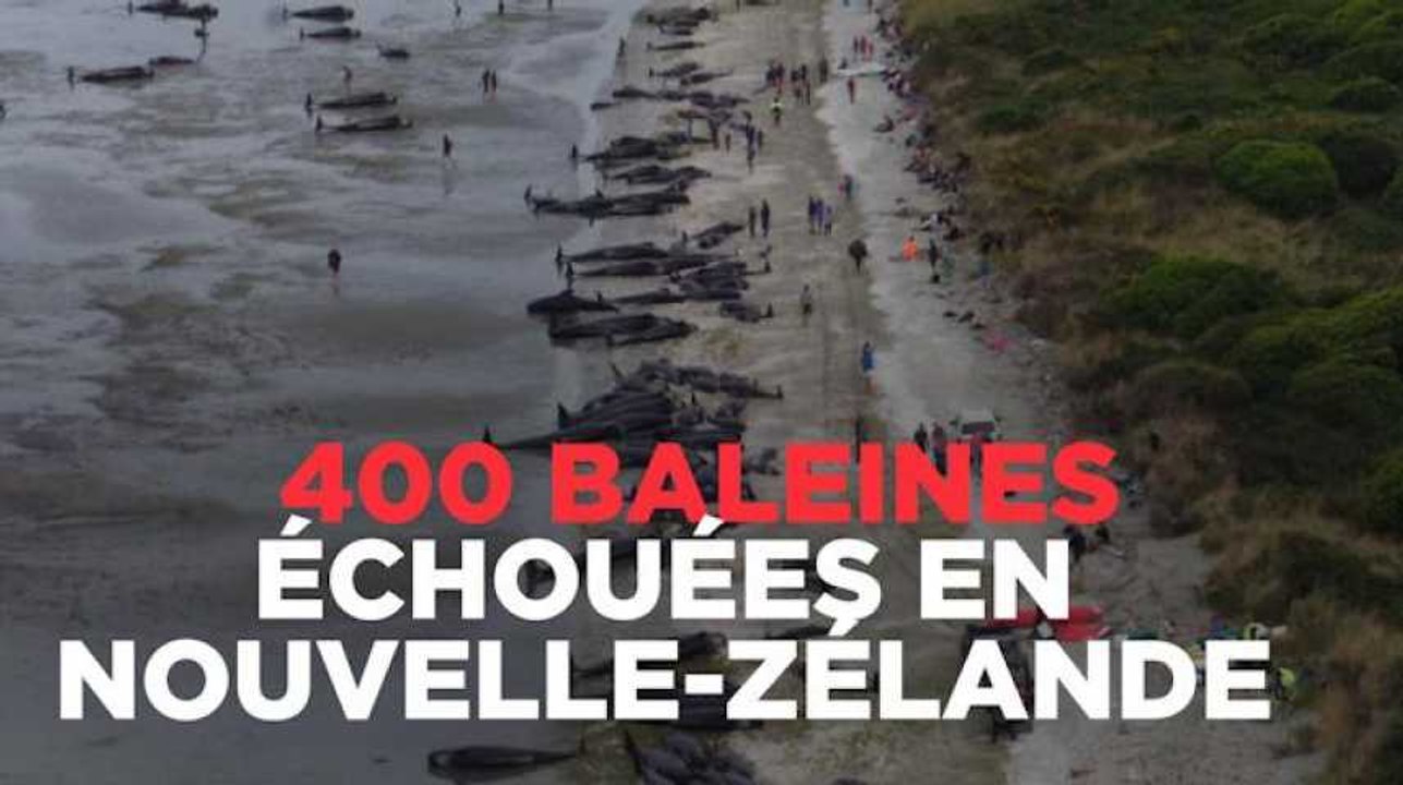 400 baleines échouées en Nouvelle-Zélande