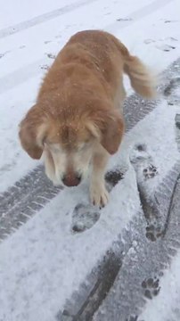 Ce chiot adore ses premiers pas dans la neige