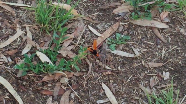 En Australie même les araignées ne sont pas en sécurité !