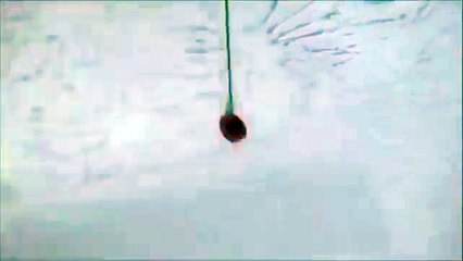 Il essaie de récupérer une tomate au-dessus d'un ventilateur