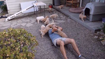 Attaque de chiots golden retriever