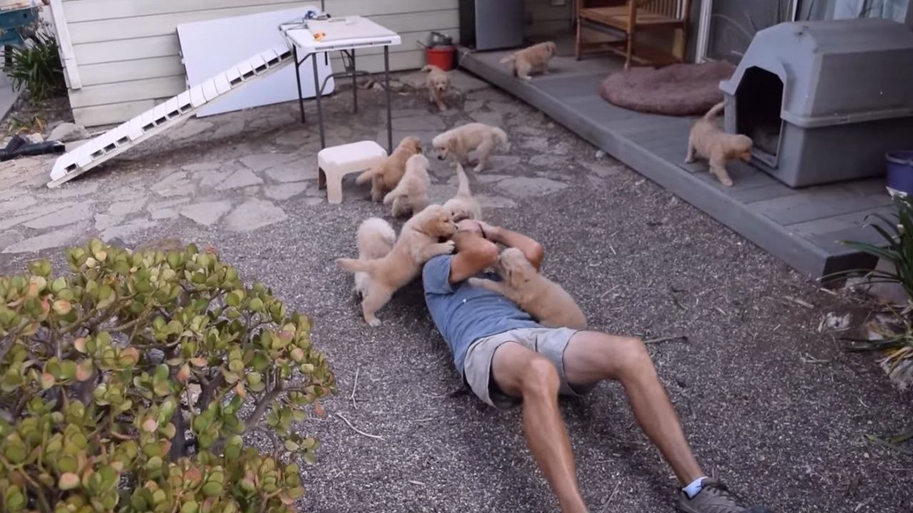 Attaque de chiots golden retriever