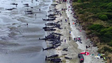 Video herunterladen: Des centaines de baleines meurent échouées en Nouvelle-Zélande