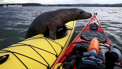 Playful seal hitches a ride on man's kayak