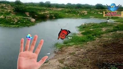 Amazing Deer Finger Family Song | Ark Nursery Rhymes | Animals Butter Fly Finger Family Kids Songs