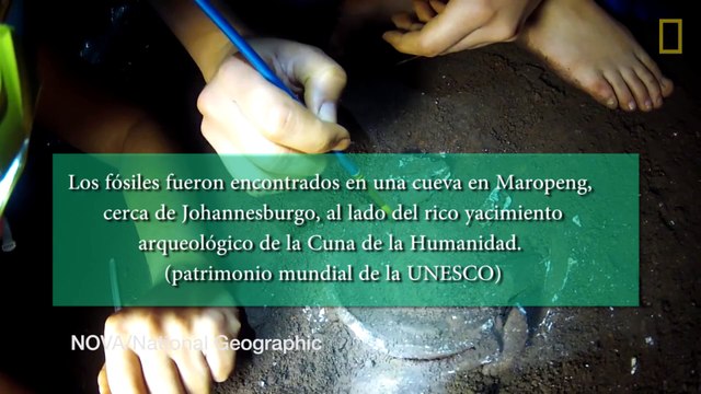 Homo naledi, Descubrimiento de restos humanos en Sudáfrica