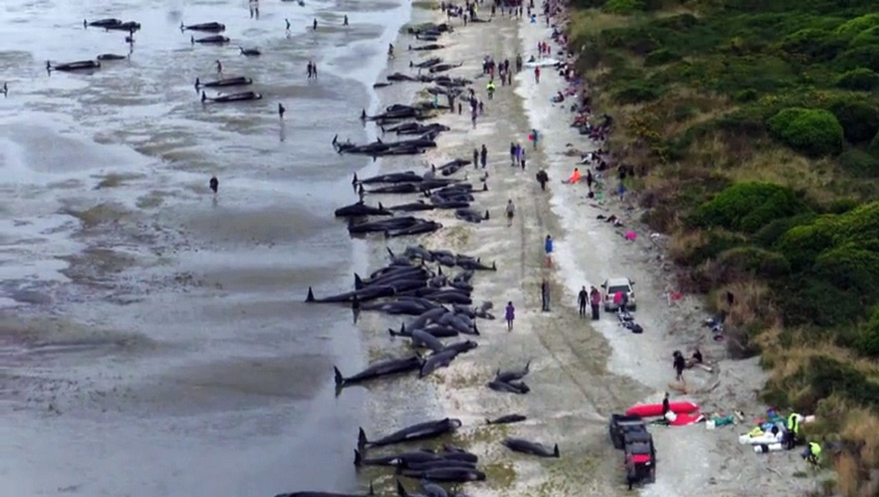 Des centaines de baleines meurent échouées en Nouvelle-Zélande