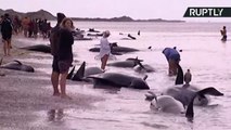 Hundreds of Whales Die After Largest Mass Stranding in Decades