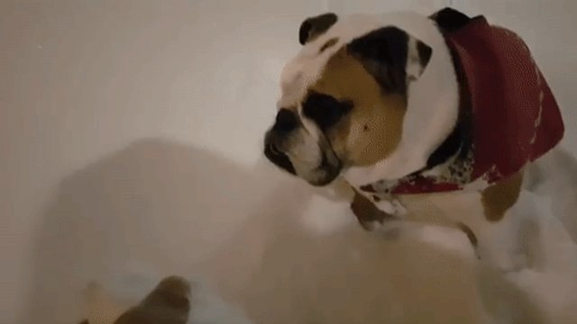 Bulldog Struggles to Chase Snowballs in Deep British Columbia Snow