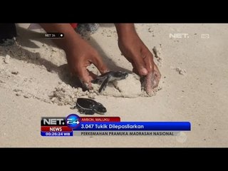 Pelepasan Ribuan Anak Penyu di Maluku - NET24