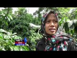 Pesona Eduwisata Kebun Kopi Arabica di Kaki Gunung Argopuro - NEt12