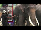 Pelatihan Gajah Sebagai Upaya Meredam Konflik Bentrok Gajah VS Masyarakat - NEt12