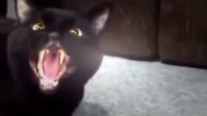 Fun with animals! Singing cat Fun with animals! Singing cat