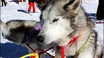 Sur les pistes de la Pierre-Saint-Martin avec les chiens de traîneaux