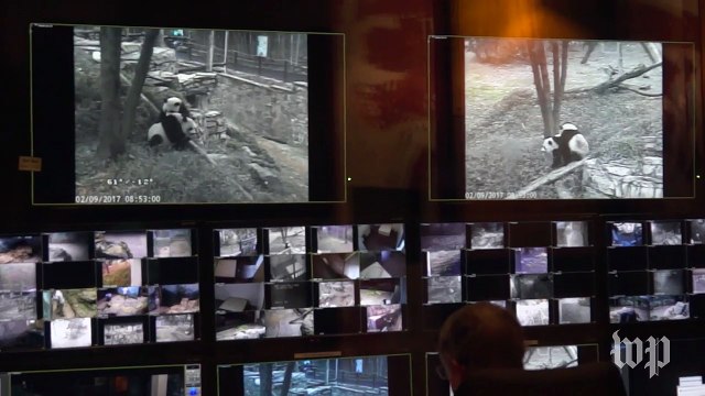 Saying bye-bye to Bao Bao the panda