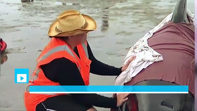 Hundreds of whales die in mass stranding on New Zealand beach