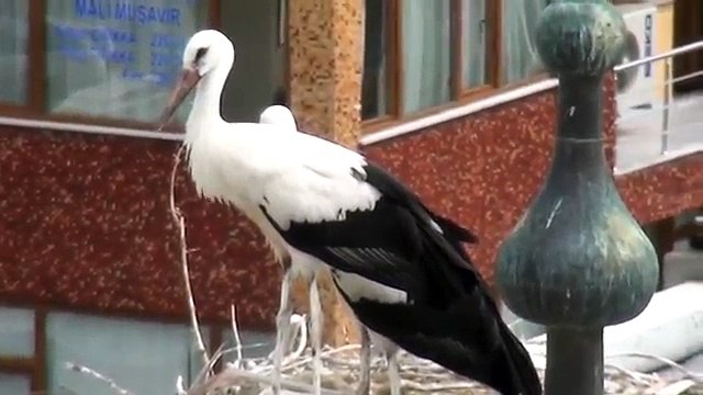 leylek cenneti -ençok leyleklerın oldugu bölge igdır ve nahçıvan