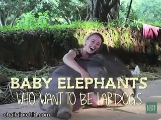 Sevimli Yavru Filleri böyle hiç görmediniz