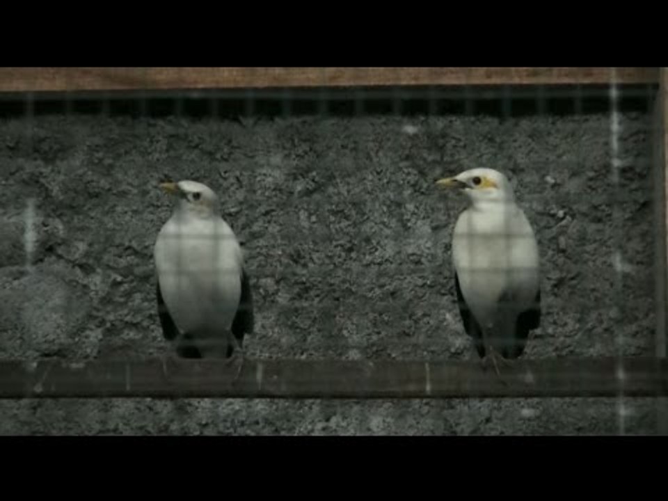 Berternak Jalak Bali, Ibu ini Hasilkan Puluhan Juta Rupiah - NET5