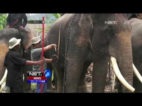 Pelatihan Gajah Menghalau Gajah Liar - NET5