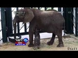 Bayi Gajah Jantan Lahir, Kebun Binatang Dallas Punya Koleksi Baru - NET24