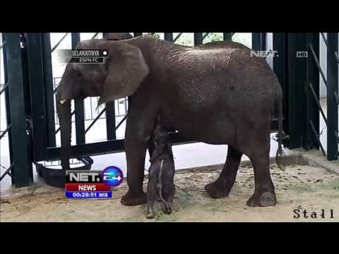 Bayi Gajah Jantan Lahir, Kebun Binatang Dallas Punya Koleksi Baru - NET24