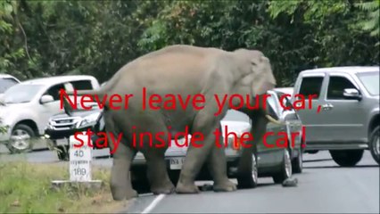 If you come across an elephant when driving, er.... here's what you should do?