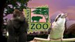 Baby Green Tree Pythons - Cincinnati Zoo