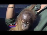 Disita Warga, Bayi Orangutan Ini Terpisah Dari Induknya - NET24