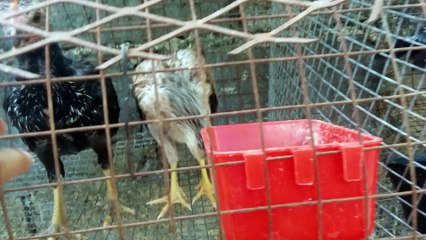 Parejitas De Pollos Disponibles!!