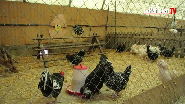 Enquêtes à la bergerie nationale de Rambouillet