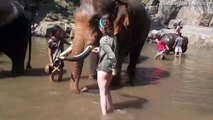 Turistja e ngacmon elefantin por e pëson keq