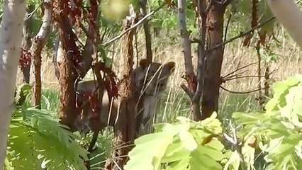 Powerful Lioness Relocated To Safer Environment