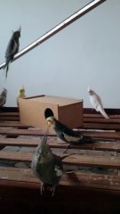 Calopsita Cantando/ calopsita levando fêmea para o ninho