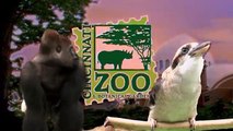 Ocelot Kitten Santos and Dog Blakely Play One on One - Cincinnati Zoo