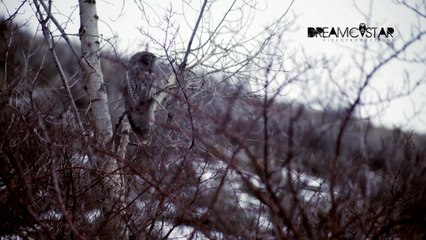 Rare Canadian Great Grey Owl Sighting