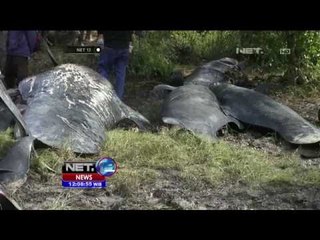 Tim Bedah Khusus Autopsi Bangkai Paus di Probolinggo - NET12