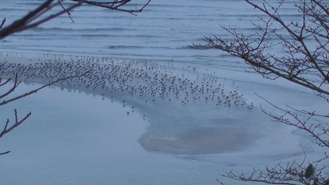 Grande Marée Baie Saint Brieuc 12 Février 2017