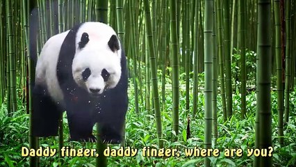 Finger Family Panda Family Nursery Rhyme | Animal Finger Family | Bear Finger Family for children