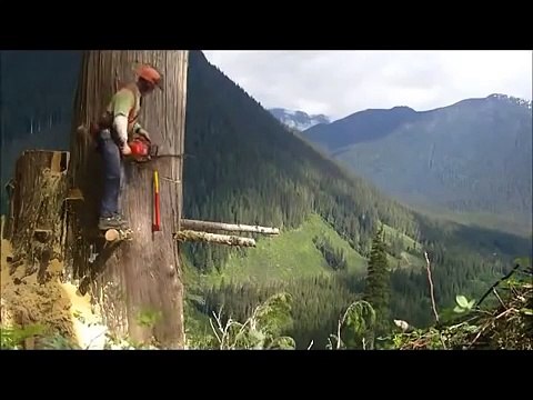 Adamlar kendini aşmış kanada ormanlarında ağaç kesimi izleyelim