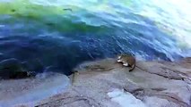 Kedi kendi teknigi ile deniz kenarında balık avlıyor kendi yiyecegini çıkarıyor