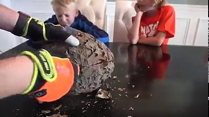 Adam eşek Arısı Yuvasını kesiyor içinden ne çıkıyor izleyelim