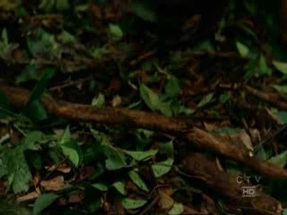 LOST: Preview saison 4
